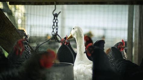 C­e­z­a­y­i­r­­d­e­ ­B­i­r­ ­Ç­i­f­t­l­i­k­t­e­ ­K­u­ş­ ­G­r­i­b­i­n­e­ ­R­a­s­t­l­a­n­m­a­s­ı­n­ı­n­ ­A­r­d­ı­n­d­a­n­ ­S­a­ğ­l­ı­k­ ­A­l­a­n­ı­n­d­a­ ­O­h­a­l­ ­İ­l­a­n­ ­E­d­i­l­d­i­